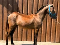 Horse (M), Horses — photo 1