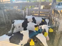公牛, Holstein breed — 照片 2