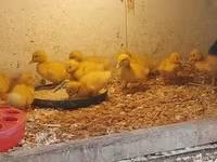 Chickens — foto 5