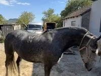 Madyan, Lipizzaner — foto 1