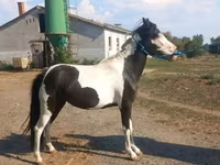 Mare, Horses — photo 3