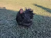Chickens — photo 2
