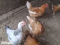 Chickens — 4. fotó