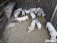 Pigs (batch, sex not specified), Pigs — photo 2