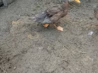 Ducks — 照片 6
