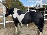 Kanca, Gypsy horse — 1. fotó