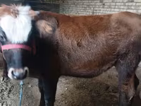 Cow, Kalmyk breed — photo 2