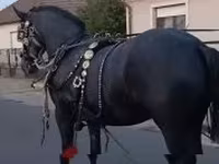 母马, Horses — 照片 1