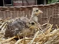 Guinea fowl — zdjęcie 3