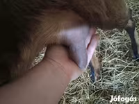 Bak, Alpine goat — 7. fotó