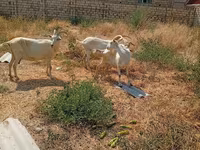 Koza, Saanen goat — zdjęcie 1