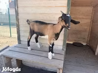 Billy Goat, Goats — photo 3