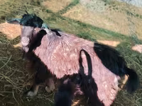 Cabro, Cabras — foto 2