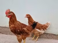 डेनिश हेन — फ़ोटो 3