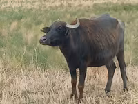 Cow, African Buffalo — photo 1