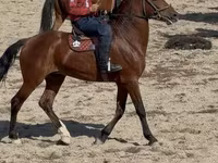 Hengst, Akhal-Teke — Foto 4