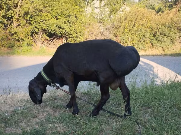 Carnero, Red Karaman sheep