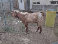 Bak, Beetal goats — 2. fotó
