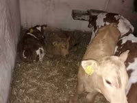 Bika, Simmental cattle — 3. fotó