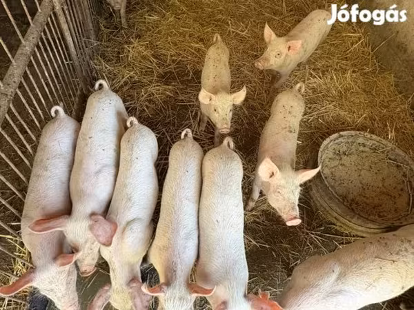 Pigs (batch, sex not specified),  — Hungary