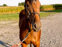 Hing, Quarter Horse — 4. fotó