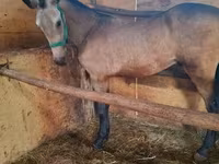 Hing, Arabian horse — 2. fotó