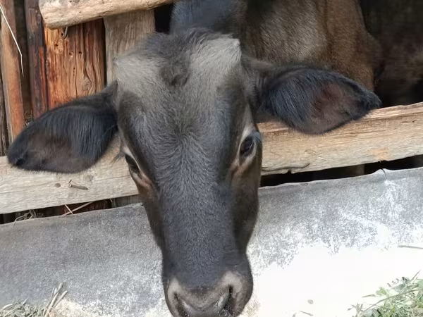 Bika, Swiss cattle