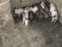 Schweine (Partie, Geschlecht nicht angegeben), Schweine — Foto 3