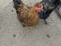 Chickens — 2-сурет
