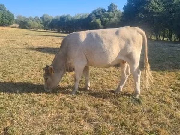 母牛, Simmental cattle
