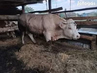 ثور, Charolais cattle — الصورة 3