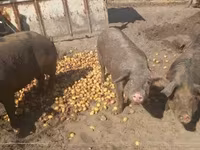 Pigs (batch, sex not specified), Дюрок — photo 4
