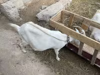 Nőstény kecske, Saanen goat — 3. fotó