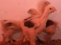 Chickens — Foto 2