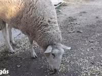 Sheep, Sheep — photo 2