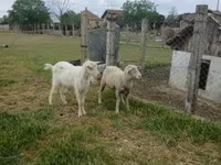 Kos, Merino sheep — 3. fotó