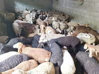 Ram, Sheep — photo 7