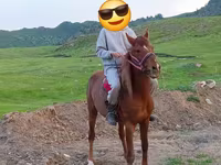 Hing, Anglo-Arabian — 4. fotó