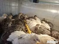 Quails — Foto 3
