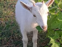 Nőstény kecske, Saanen goat — 3. fotó
