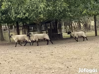 Ram, Blackheaded Persian sheep — photo 1