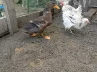 Ducks — 照片 5