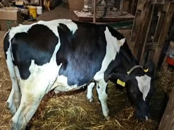 Bika, Holstein fajta
