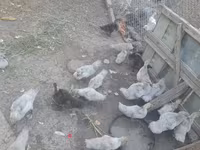 Ducks — الصورة 2