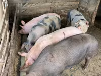 Locha, Świnie — zdjęcie 2