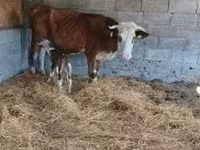 सांड, Simmental cattle — फ़ोटो 2