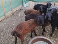 Ram, Arabi sheep — photo 5