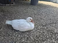 Ducks — 3. fotó