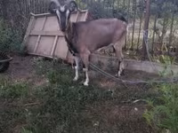 公山羊, Goats — 照片 2