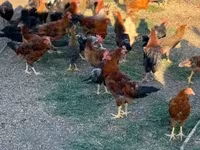 Chickens — फ़ोटो 4